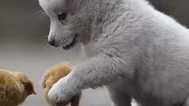 Lovely training dog caring chicken