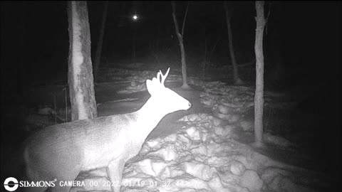 Backyard Trail Cam - Fork Buck Broken Antler.