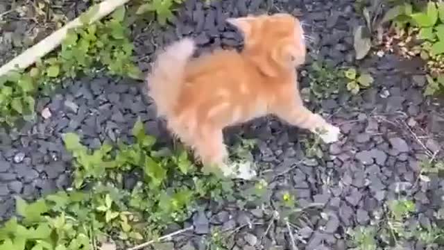 Little cat fighter