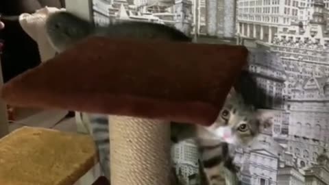 Collection of cats 2020😻
