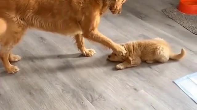 Doggy gives lesson for the small buddy.