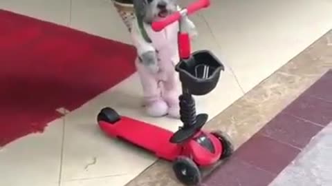 Skatedog 06