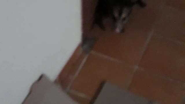 Olha quem estava acabando com a ração do meu gato por isso que acabava rápido a ração kkk