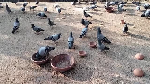 Pigeon 🐦 Video By Kingdom of Awais