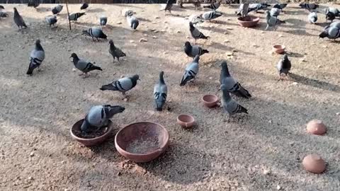 Pigeon 🐦 Video By Kingdom of Awais