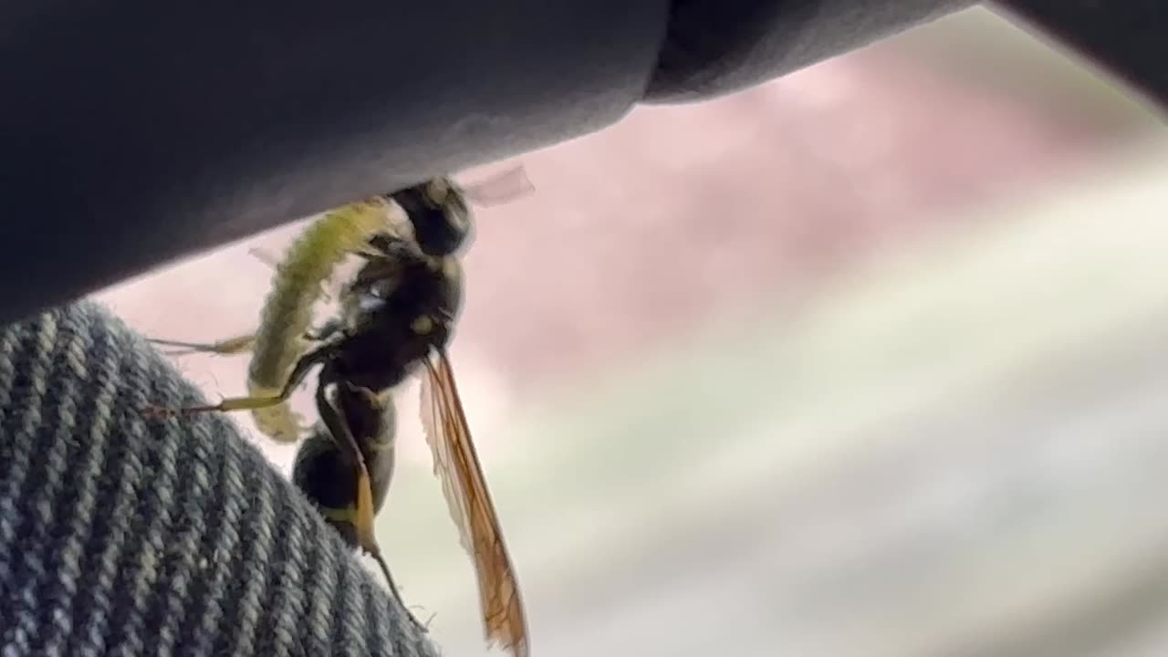 Mason wasp and caterpillar