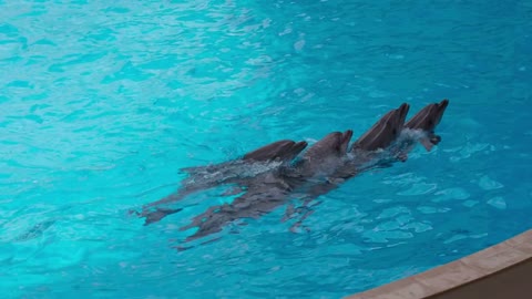 Dolphins Swim Each Other