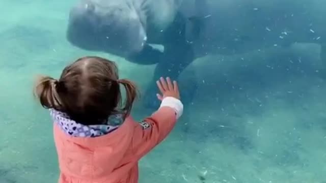 Baby scared of hippo