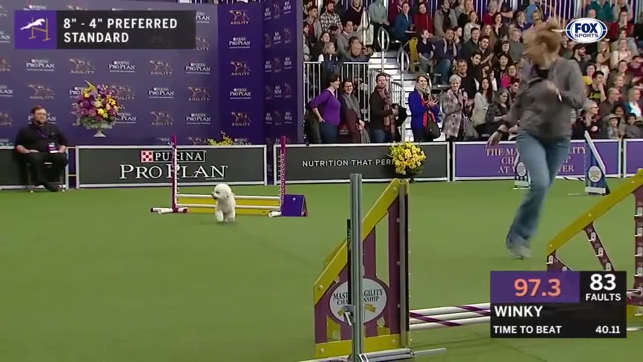 Watch 5 of the best WKC dog show moment to celebrate National Puppy Day