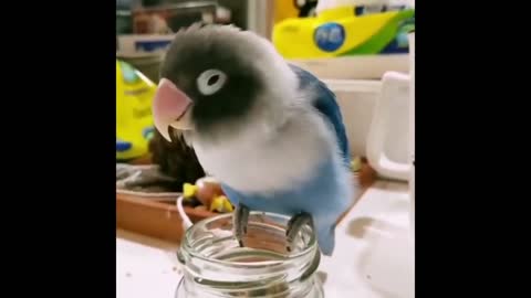 Cute & Funny Animals