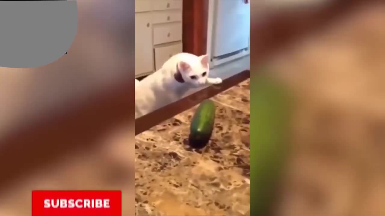 (HILARIOUS) CAT vs CUCUMBER