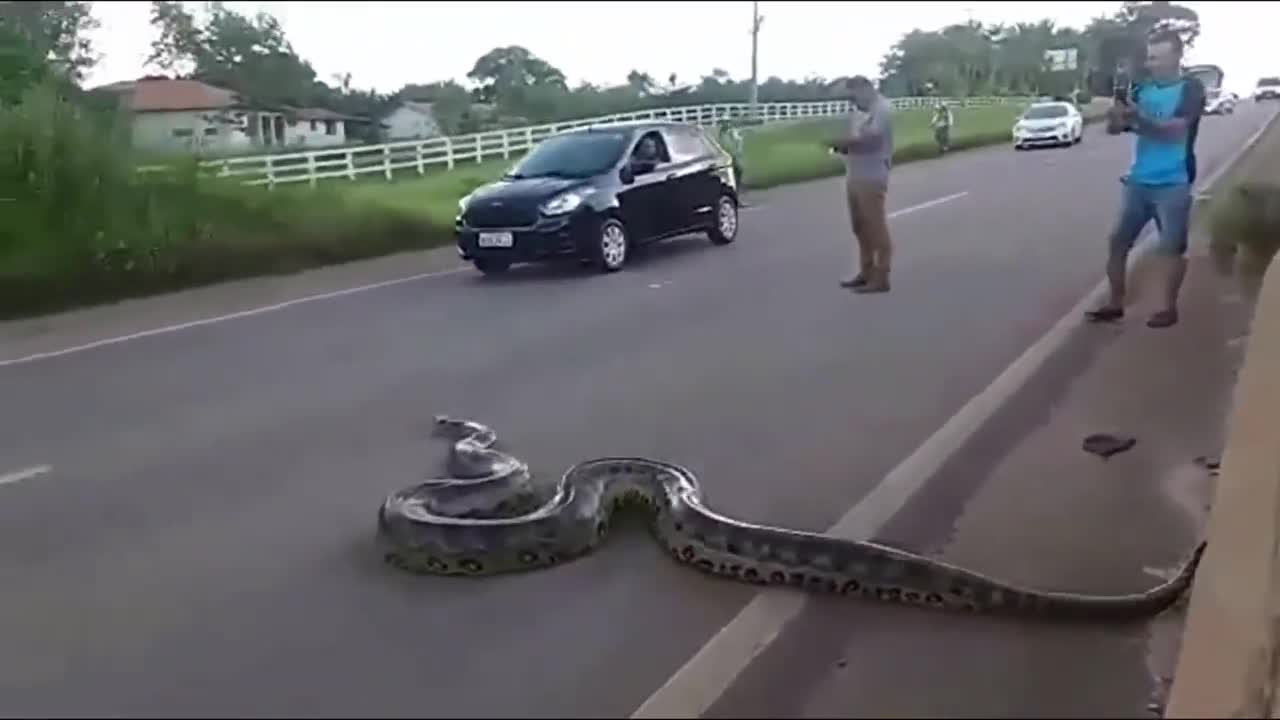 Traffic halts as Giant Anaconda Crosses Road