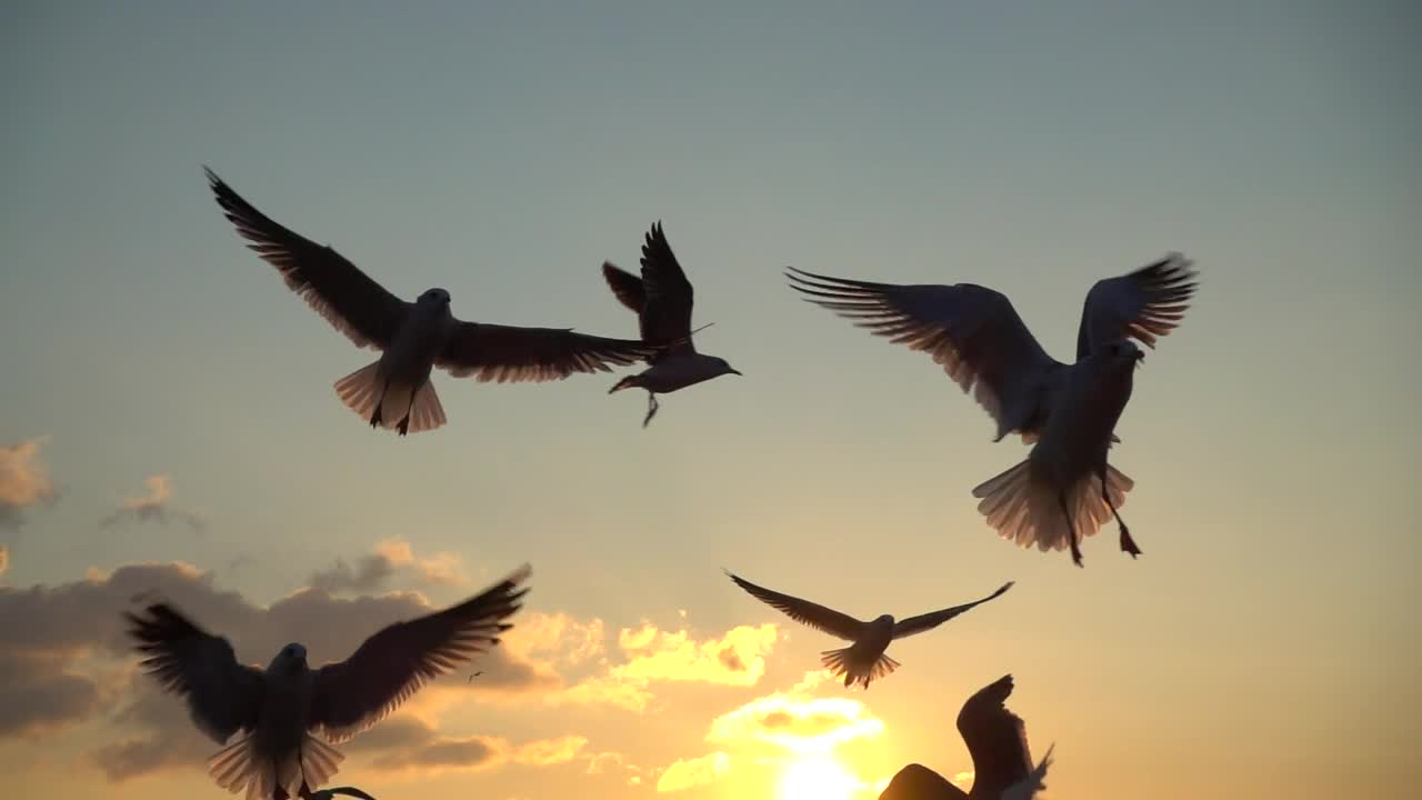 Seagulls flying over the sky at sunset!!!!