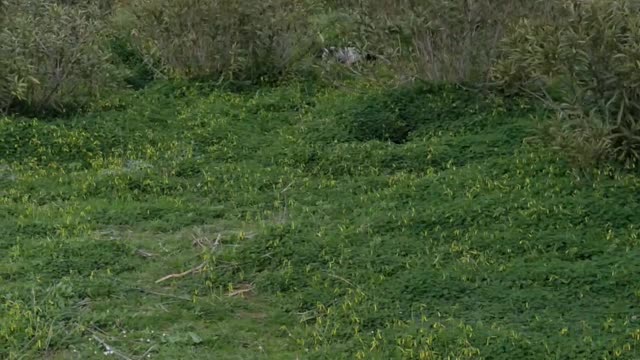 Chien de chasse