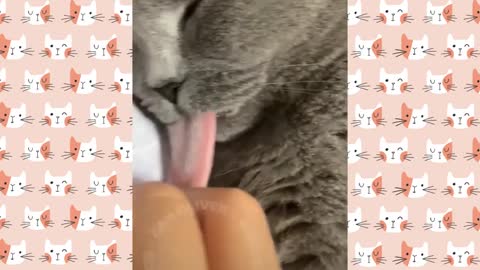 Funny and Cute Videos Of Cats!