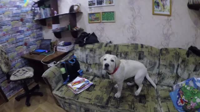 The washed Labrador climbed onto the sofa