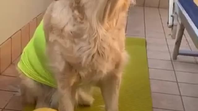 Funny Dog video that will make you laugh