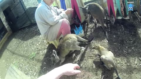 Rescued Flying-Fox in care this is Mathilda days 1 and 2