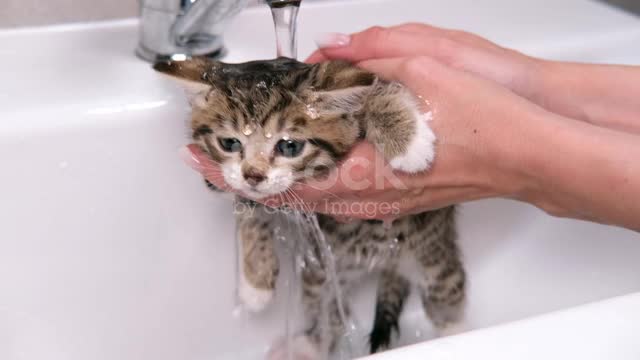 Funny wet striped tabby cute kitten taking bath