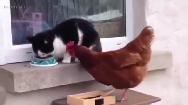 The chicken is eating the cat's feed