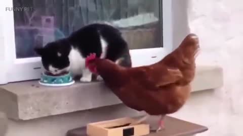 The chicken is eating the cat's feed