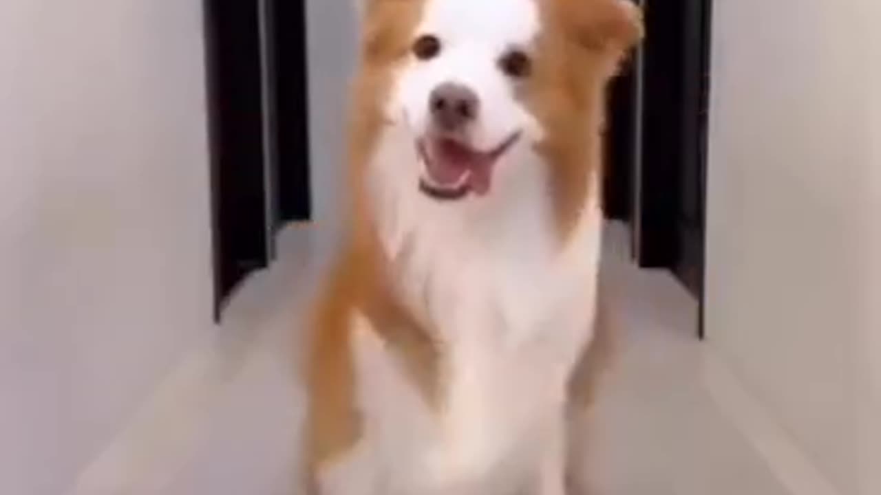 New scene dogs reels || new effect for dogs 🐕