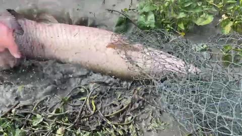 First Time Girl Cast Net Fishing DEFEATED By MONSTER Fish!-13