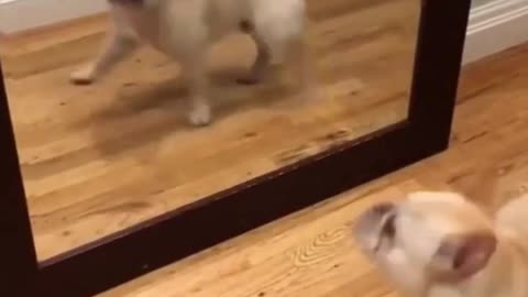 Dog vs. Mirror: The Ultimate Showdown! 🐶😂🪞🐾🙈🎉