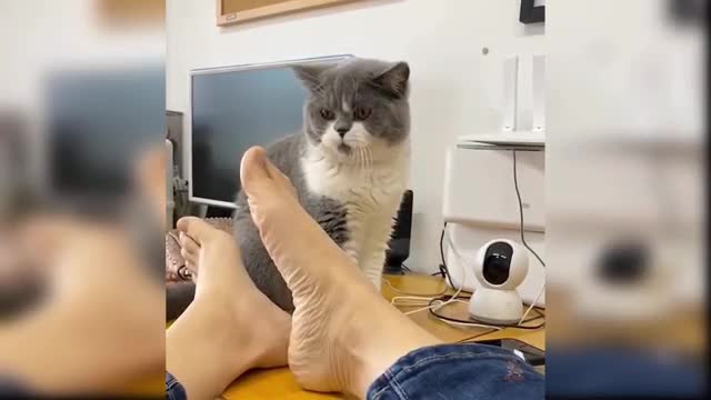 Cute cat funny video