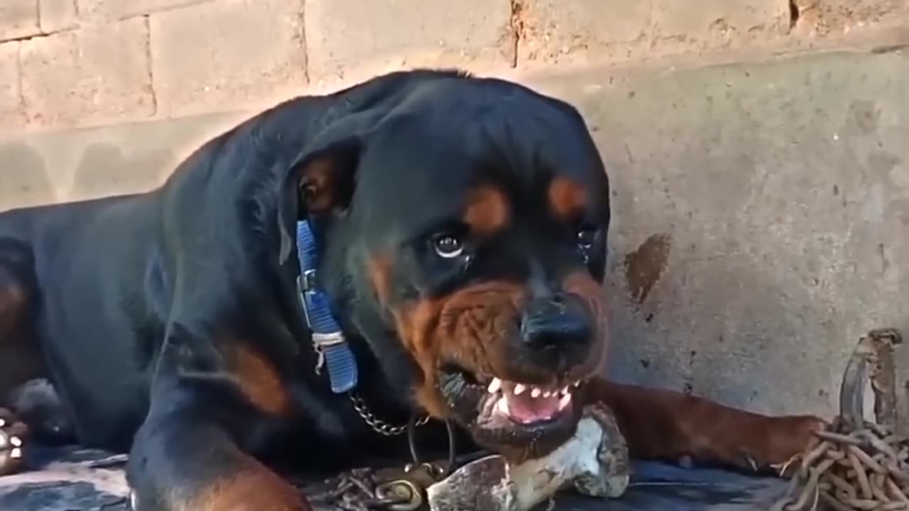 PITBULL VS ROTTWEILER, DOBERMAN