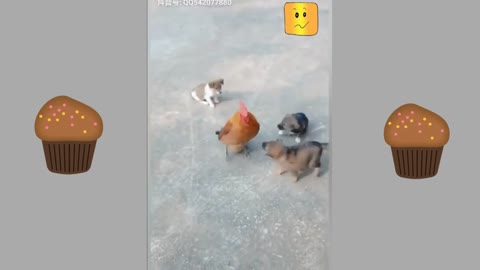 Chicken VS Dog Fight - Funny Dog Fight Videos,