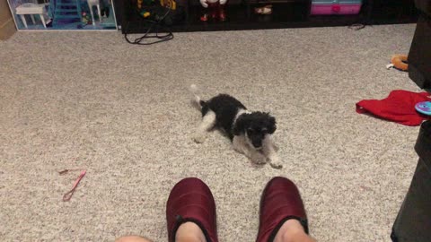 Poodle Goes Nuts!!!!!!