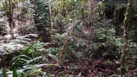 Walking outdoors, health up to date - Araçatuba Hill, Tijucas do Sul, Paraná - Brazil