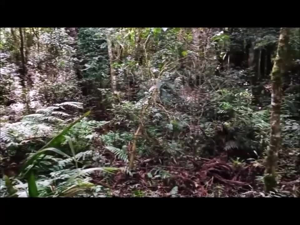 Walking outdoors, health up to date - Araçatuba Hill, Tijucas do Sul, Paraná - Brazil