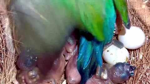 gouldian finch male with chicks in bird nest