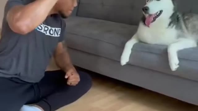 Smart Animals Reactions Dogs