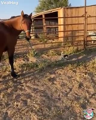 dog walking a horse on its leash