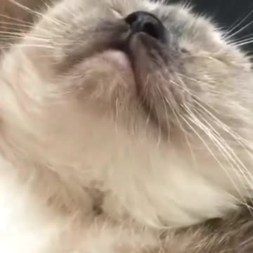 Cat On Sofa Near Window is