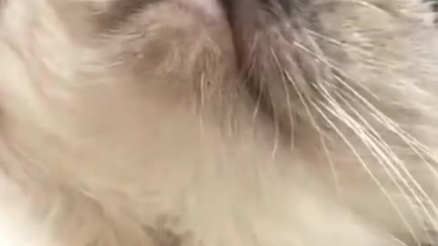Cat On Sofa Near Window is