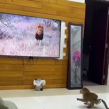 Funny Dog Jumping into the Pool😂Funny Animals Shorts compilation Try not to Laugh Cats Dogs