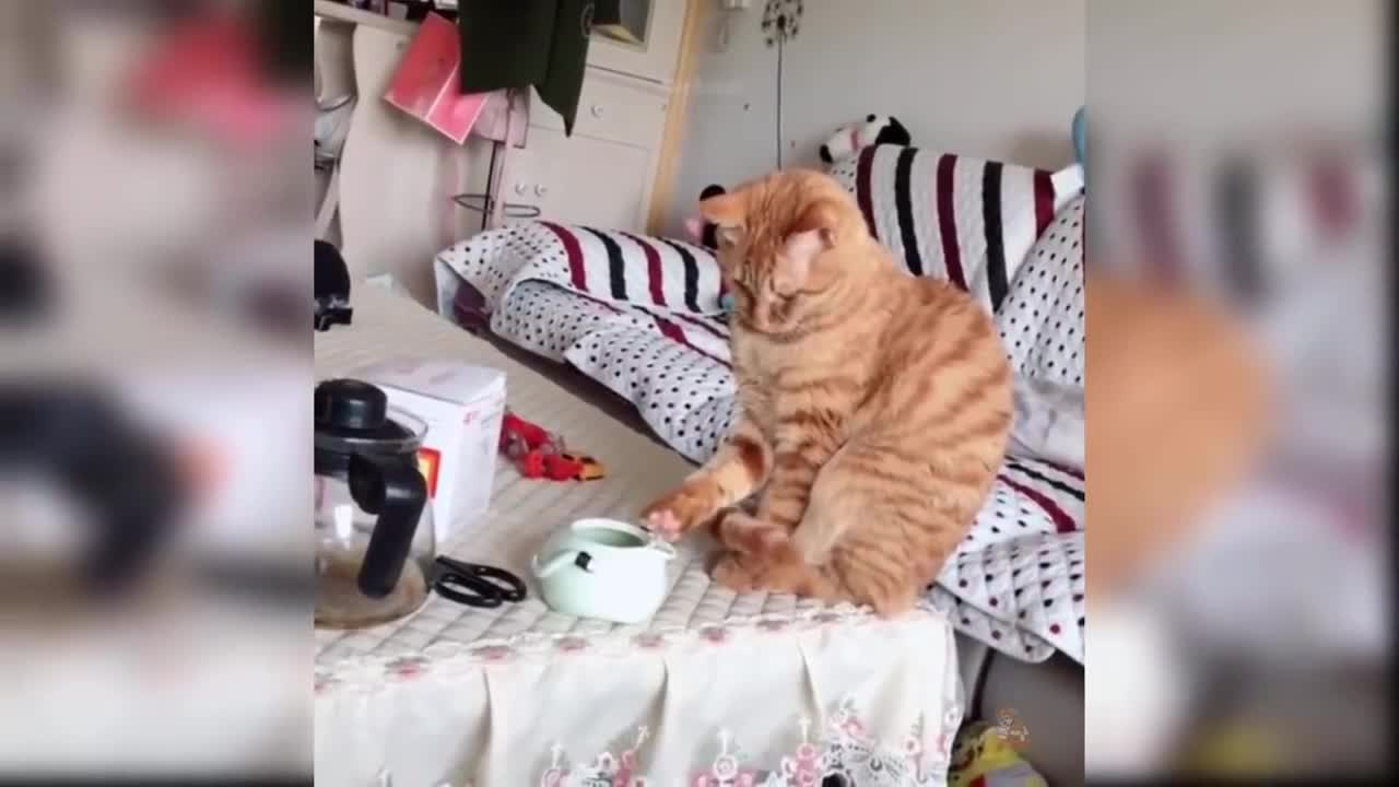 Funy Cats world