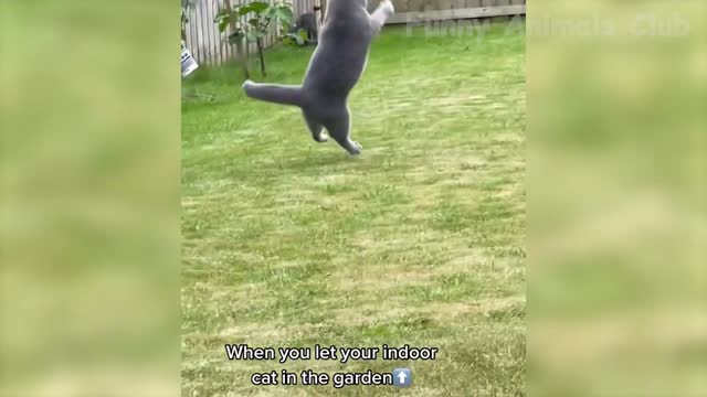 best funniest cat and dog video 2022