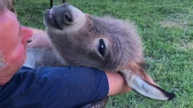 Man Cuddling and Singing to Adorable Donkey