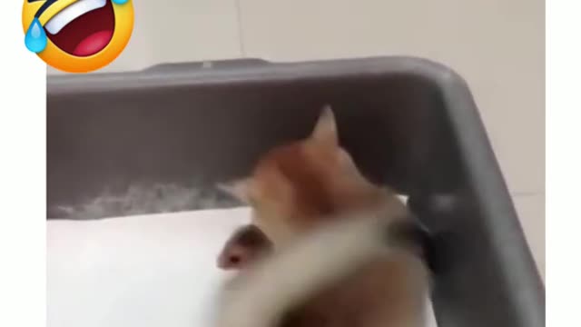 😻 Funny Cats! 😂 Funny Animals Videos!