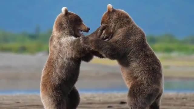 John Derting Bears in Katmai National Park