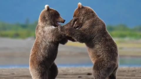 John Derting Bears in Katmai National Park