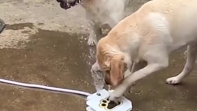 Outdoor Automatic Dog Water Fountain