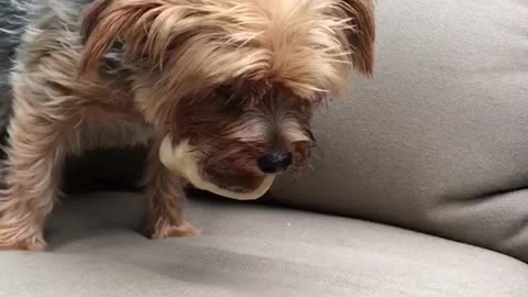 Small territorial dog barks at hand while playing with toy on chair outside