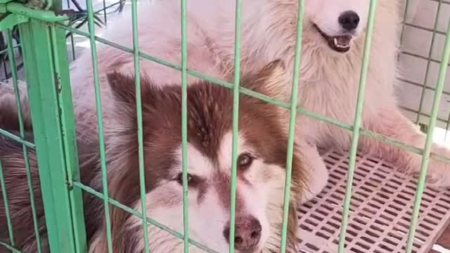 two big dogs