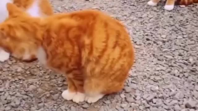 Copy cats